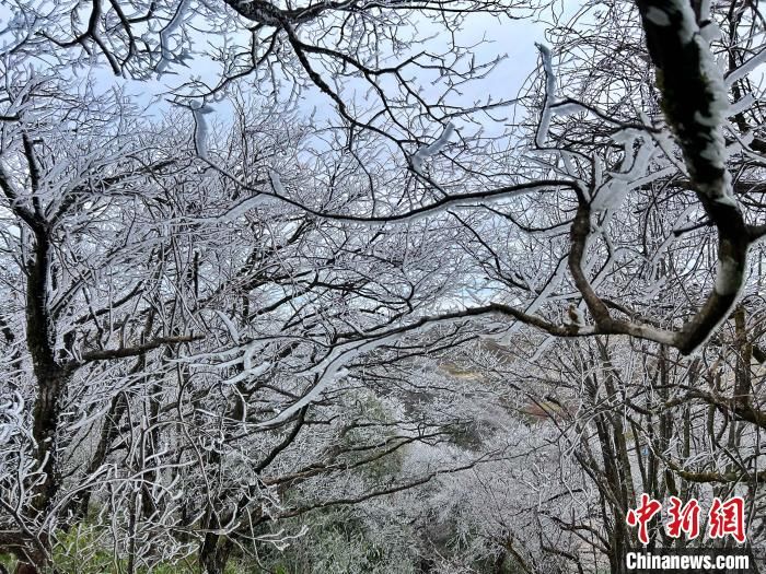 桂北|桂北高寒山区寒潮下树木一夜“白头”