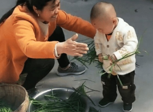 奶奶|“会干的不想干,不会干的抢着干”,萌娃实力帮倒忙,摘韭菜火了