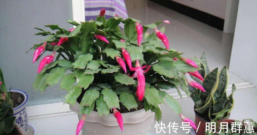 柳树皮|冬天蟹爪兰的盆里埋点它,猛冒嫩芽,花开不断!