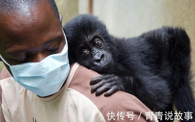 非洲人|艾滋病是怎么从非洲大猩猩身上传给其他人的 说出来你都不敢相信