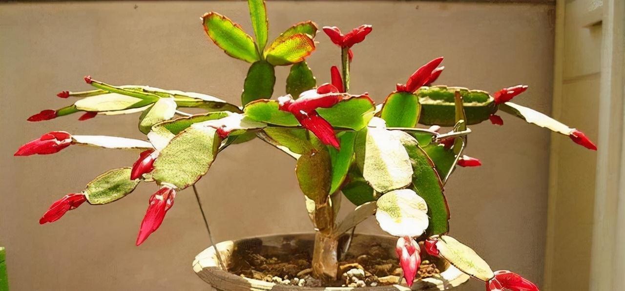 冷天,蟹爪兰有5怕,避开才能长满“钢片叶”,一年比一年开花多