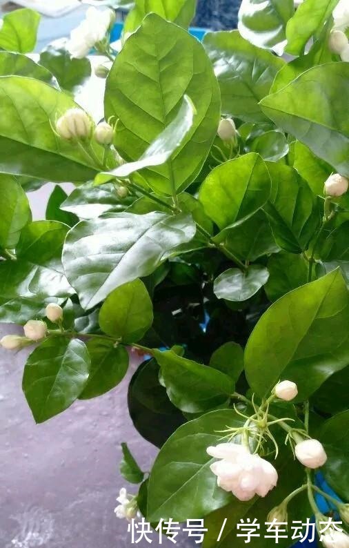 养护茉莉花的“三部曲”,花朵多香味浓,连开不停歇!