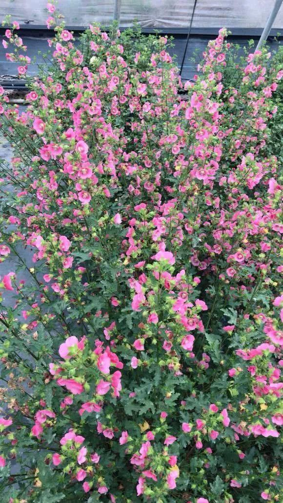 “识货人”都养4种花，打理简单，花期长，开花超漂亮