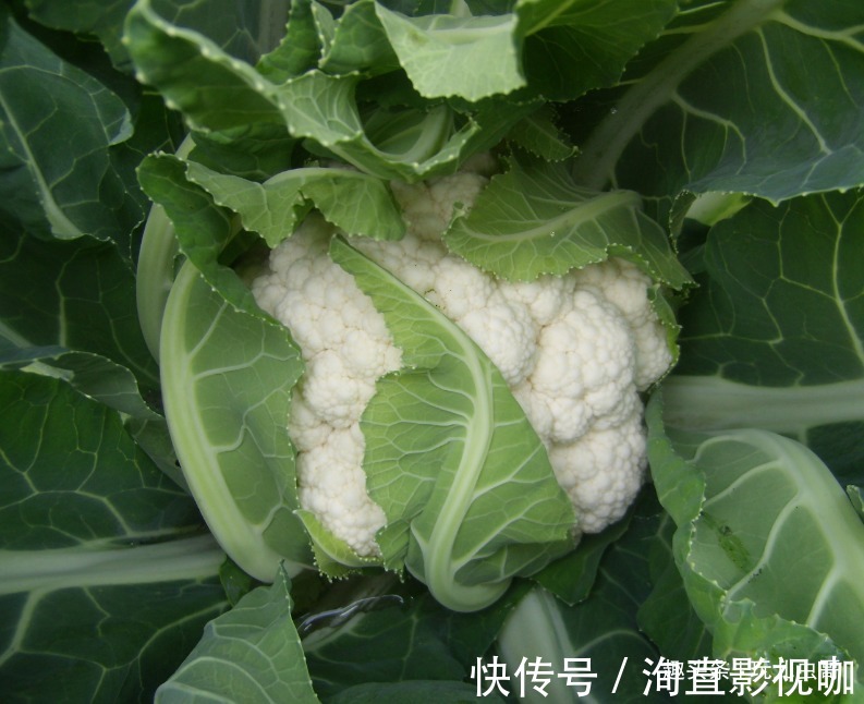 追肥|花椰菜鲜美细嫩,营养丰富,重视田间管理方法,种出优质花椰菜来