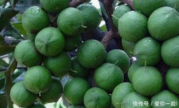 野果子|这种野果子一斤要卖上百元,很少人知道它怎么长的
