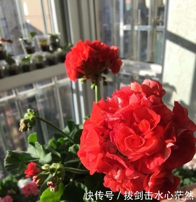 年度十大流行花卉,摆在家里,高贵优雅,又美又仙