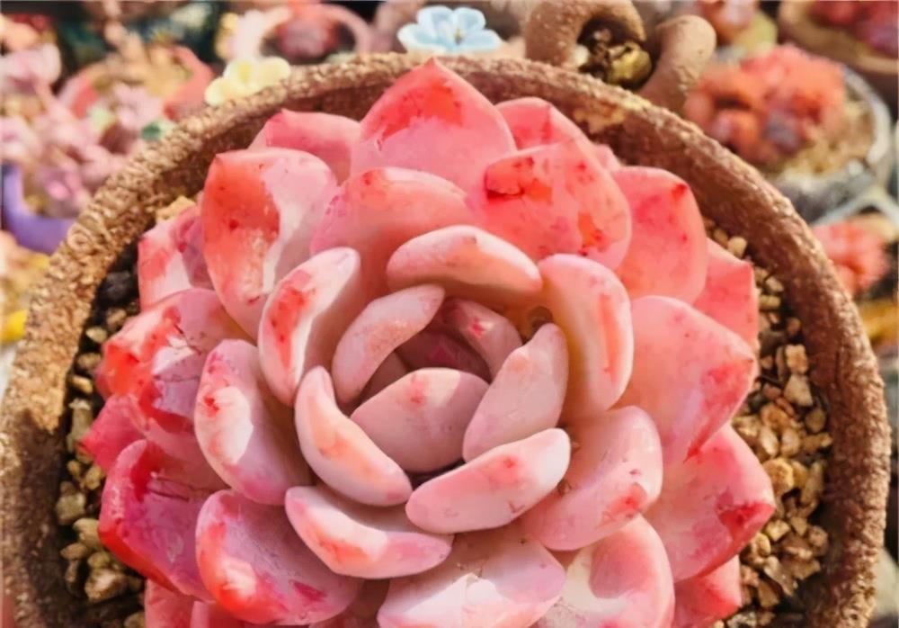 多肉|阳台养不好多肉,多半是浇水不当,教你正确浇水,个个长成胖娃娃