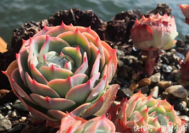 浇水|喜欢养多肉,应该挑战一下玉蝶,可以控出这状态,不得不佩服