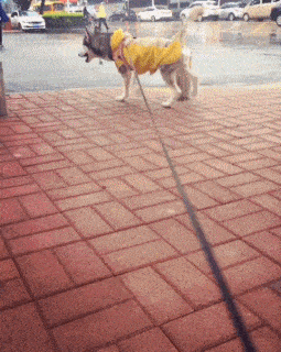 |搞笑GIF趣图:兄弟,你表情很到位啊