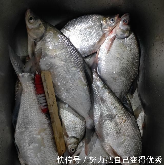 技巧|野钓鳊鱼时的实践技巧,老钓友详细讲解,非常实用