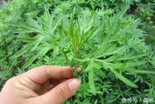 地方|艾叶这个地方抹一抹,好处不请自来,排毒效果超棒,还养身养肾!