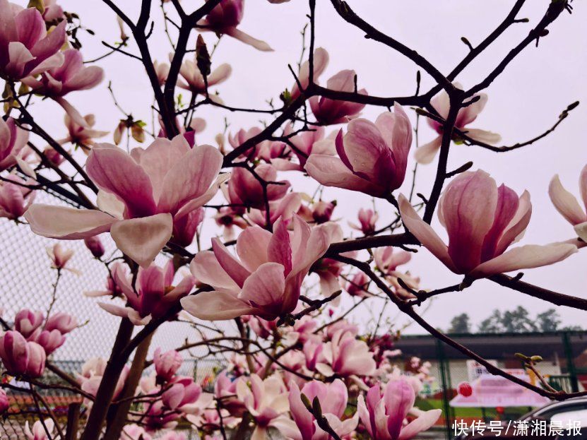 花花校园 | 春日游，湖南高铁职院里繁花闹枝头