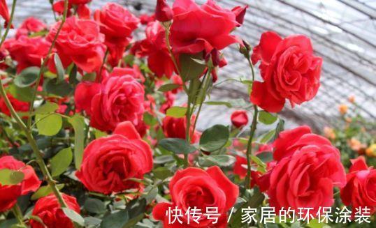 清新|农历7月19号起,最适合养这些花,花朵清新优雅,充满生机