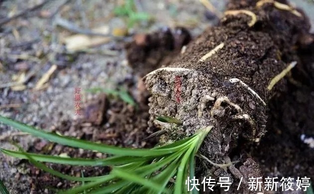 花盆|兰盆的土总是太湿怎么办?教你小技巧,把土壤调节到最佳状态