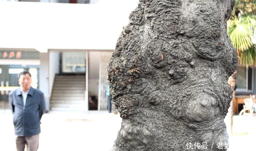树干|五百年皂荚树,树干长出图案,密密麻麻如“天书”