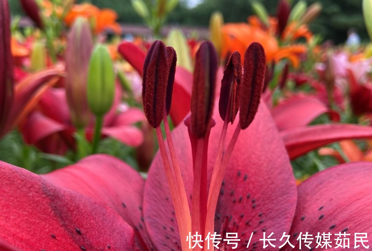 百合花|沈阳沈水湾公园：又美又仙百合花海