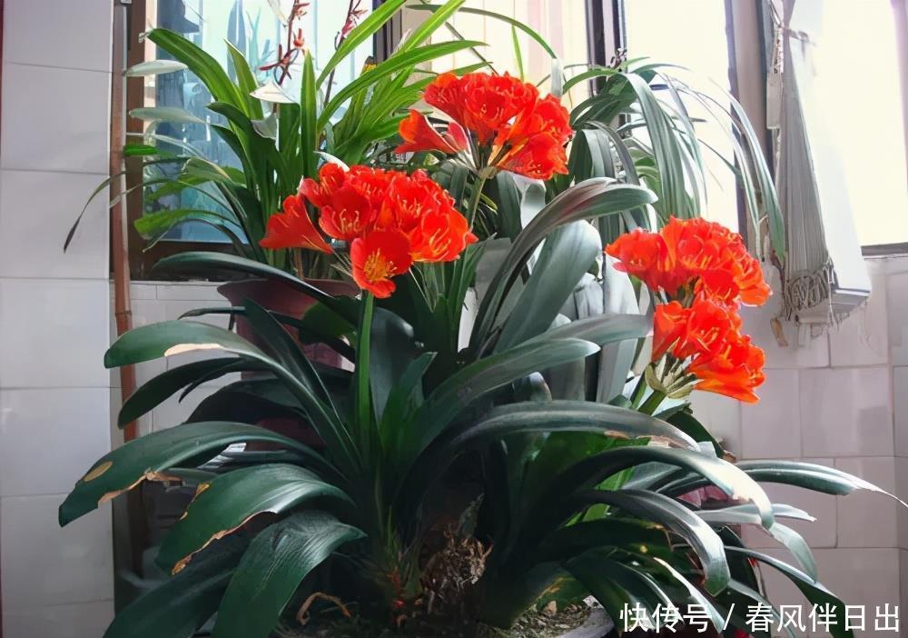 养护|君子兰号称夏必死?掌握“2别1要”,安全度夏,秋天早开花