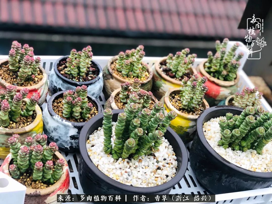 阳台上的一亩三分地，我愿与你一起，与时光媲美！