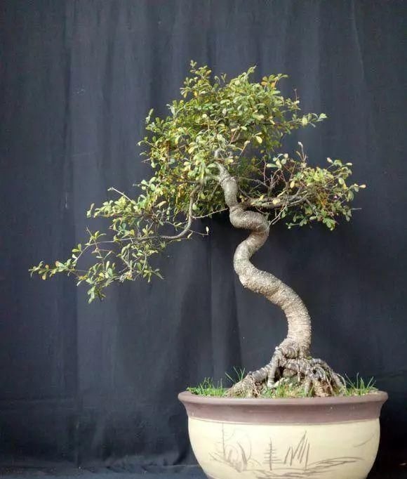 山里的1棵老树桩,挖出来种盆里,开花后,眼睛都看直了!