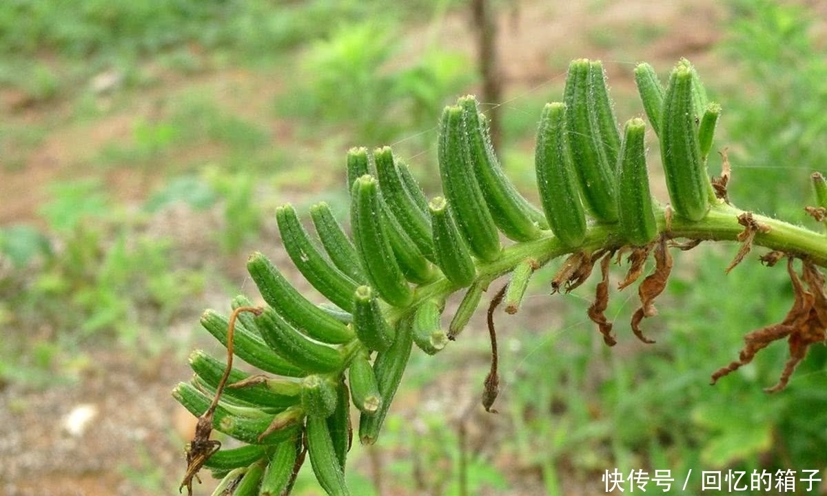 价值|一到晚上就开花,果实酷似芝麻,价值很珍贵,是民间祛风湿良药