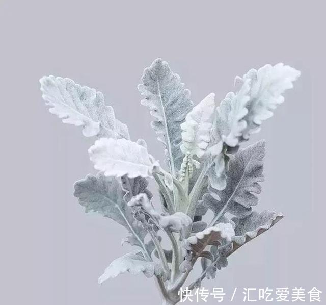 此种花靠叶子出名,比绿萝好养,还自带毛绒过