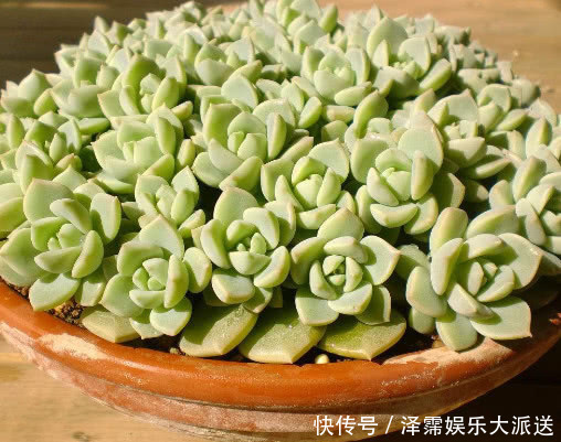 旺盛|多肉白牡丹如何叶插教你3个小步骤，叶插后快速生根长势更旺盛