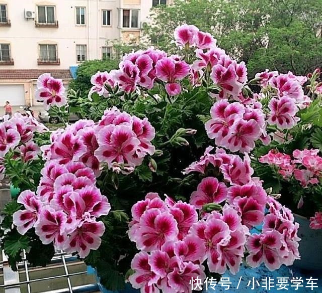 这3种花大家都说土,其实它们开花时间最长,花朵最多!