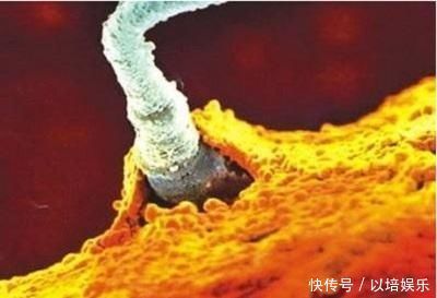 精子在女性体内存活多长时间无论是备孕还是避孕,都要了解清楚