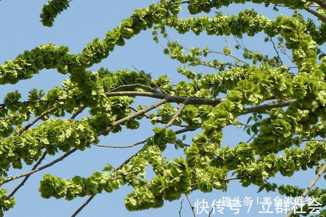 家庭季|农村树上长满这种“钱”,吃起来清香可口,城里人想吃却没口福