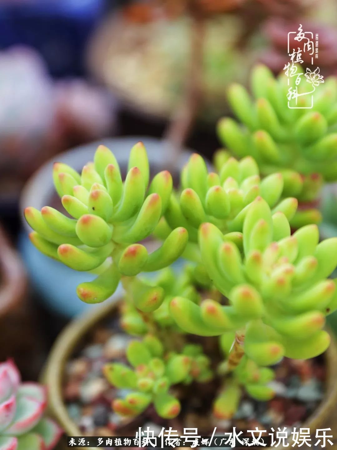 日子|笼子里露养的多肉,越养越美!有多肉的日子伴着小确幸!