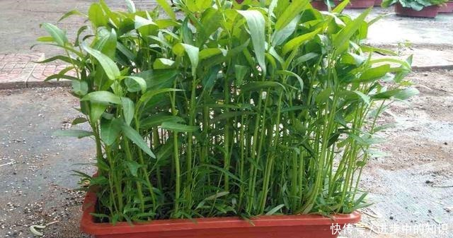 盆栽空心菜最简单的方法,1节枝插1棵,成片长摘不完