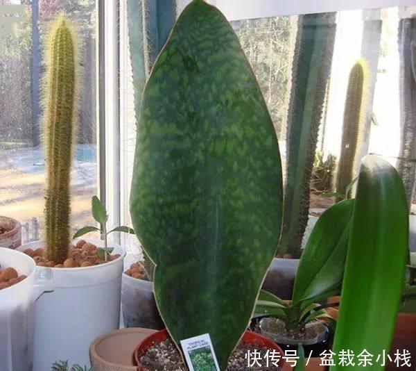 虎皮兰|虎尾兰原来有这么多的学问,以前都白养了