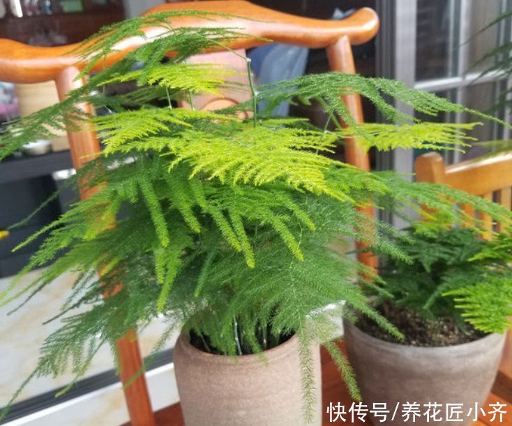 长势|文竹夏季养护技巧分享，掌握叶片油绿茂盛，不再发黄