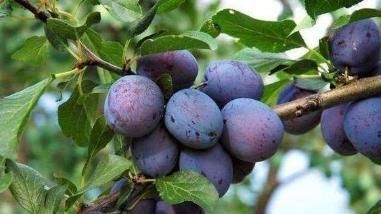 苦杏仁苷|此水果被称为癌细胞“克星”，超市中很常见，大多数人都不爱吃！