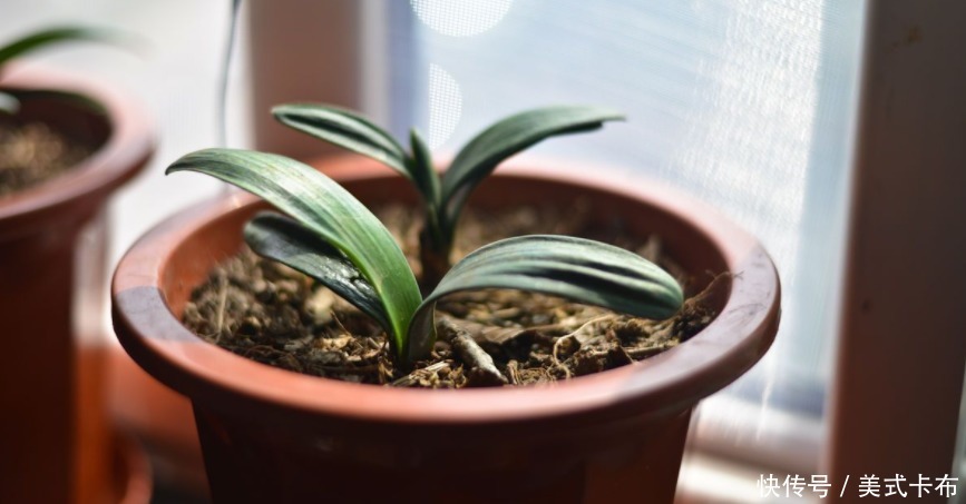 松针|此种养花土养啥旺啥,该怎么制作?混入它们,营养更全面