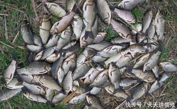 冬季钓鲫鱼,这样的饵料更受欢迎,成本不到三块钱,鱼咬钩更猛