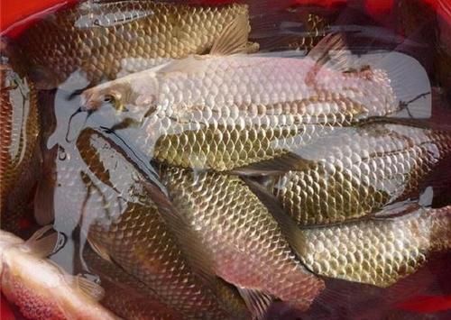 身体|提醒:这4种鱼尽量少吃,或不利于身体健康,可能很多人还不知道