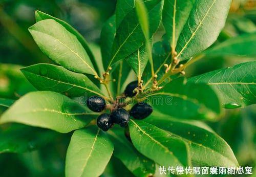 香叶是香樟树叶子吗 香叶是香樟树叶子吗
