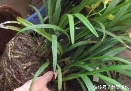 养花不用买土,用这几样东西掺一块儿,种什么花草都旺