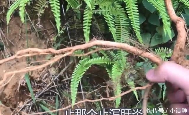  回家|经常上山砍柴的都认识这种草药，挖回家炖肉，对流鼻血很有帮助