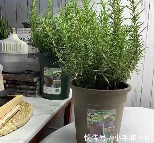 9种“健康花”,能吃能泡茶,客厅养一盆,清洁空气,吉利大气