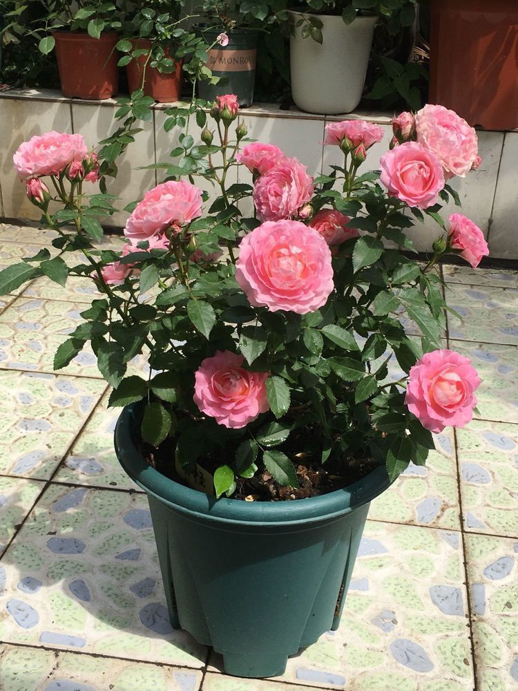 家养这些植物,阳台开出花海,花色艳丽又好养,百花争艳