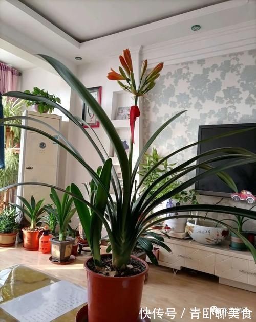 花根|高手都用啤酒养君子兰,具体有啥好处?可能很多人都不知道!