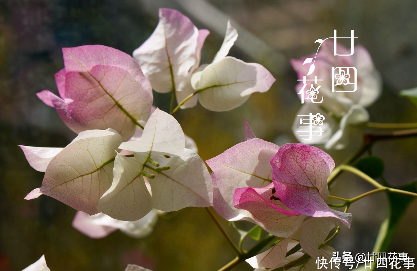 开春后养三角梅，记住4句“口诀”，根系养得好，花朵开得勤