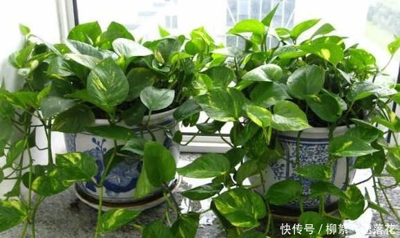 自制养花肥，该如何处理生活垃圾如此办废物可变用