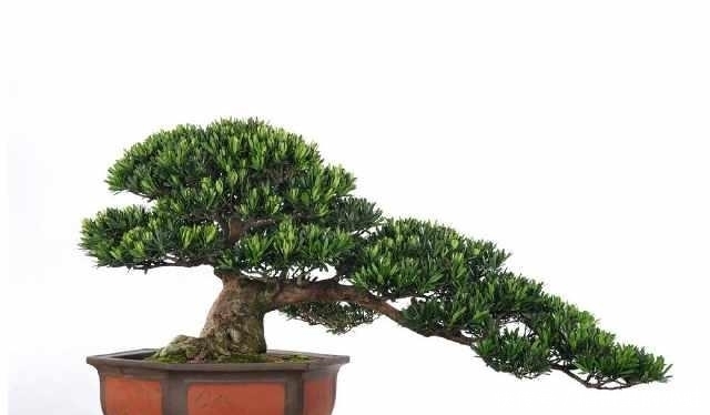 准备好入手罗汉松盆景了吗?罗汉松日常养护技巧!