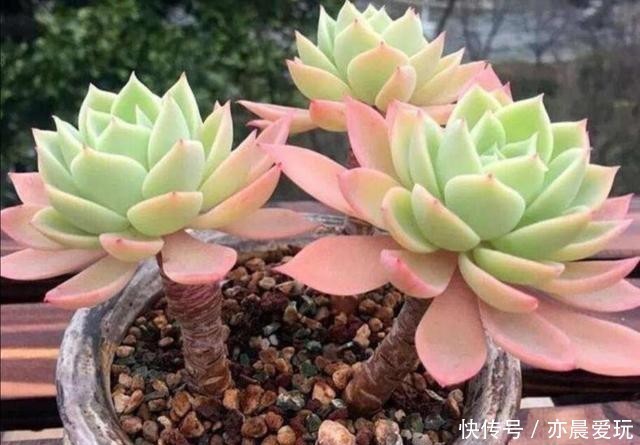 回事|多肉植物,叶子软趴趴的是怎么回事?检查这3个方面