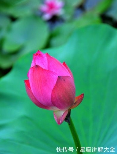 鸿运当头|8月底，鸿运当头，4属相有财、有福、有桃花，日子甜甜蜜蜜