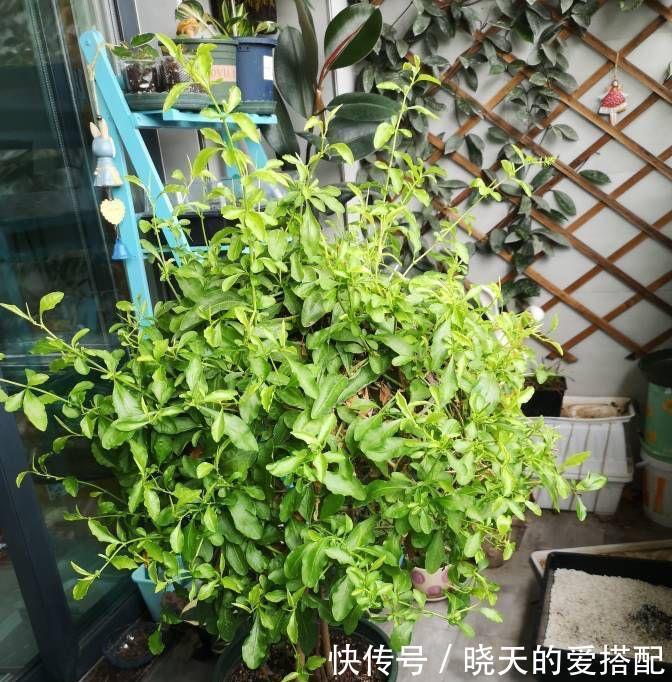 养分|让蓝雪花秋天开花更多的2个方法,不要舍不得,要辣手摧花