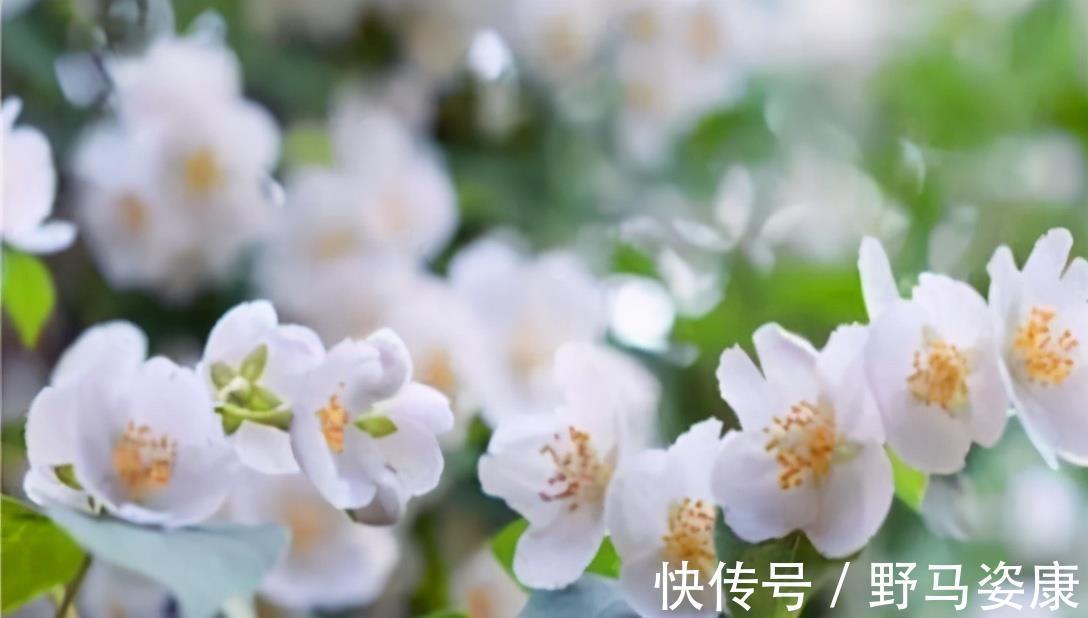 茉莉花鸡片|高血压看一看,3种“天然降压药”坚持吃,血压或许“不再反弹”